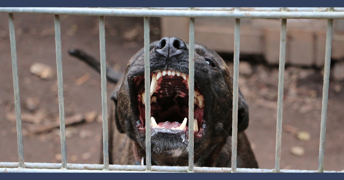 Angry Dog Barking through Park Gate