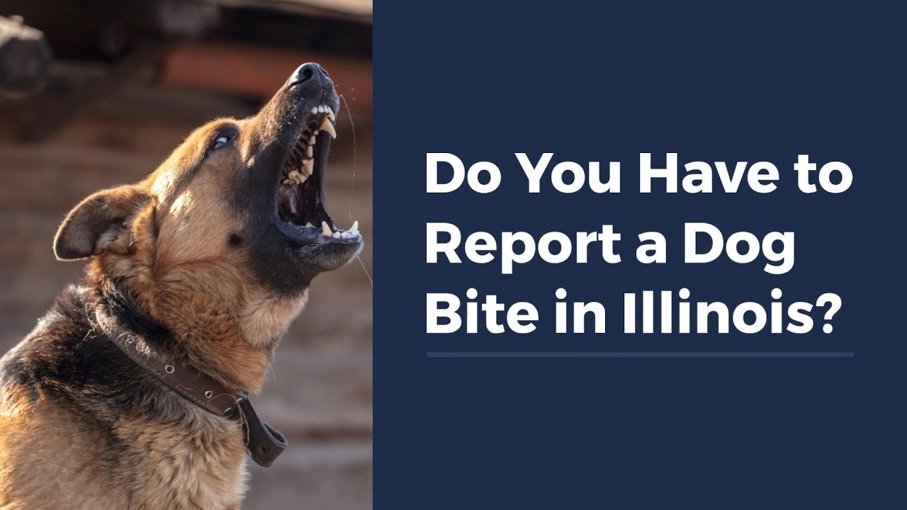 Do You Have to Report a Dog Bite in Illinois?